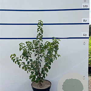 Prunus mahaleb 60-80 cm 7,5L
