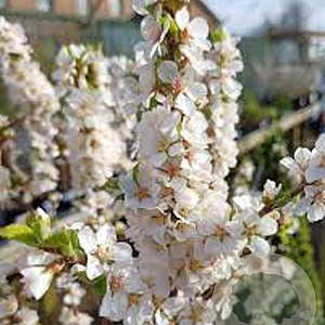 Prunus tomentosa 50-60 cm 10L