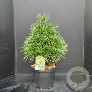 Sciadopitys verticillata 50-60 cm 10L