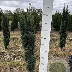 Taxus b. 'Fastigiata Robusta' 80-100 cm met kluit
