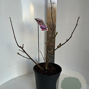 Magnolia soul. 'Satisfaction' 60-80 cm 10L