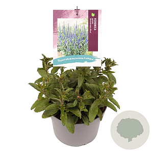 Veronica spic. Anniversary Blue GM 2,0L