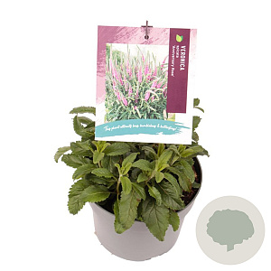 Veronica spic. Anniversary Rose GM 2,0L