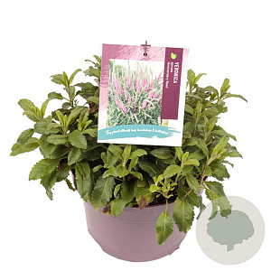 Veronica spic. Anniversary Rose GM C5