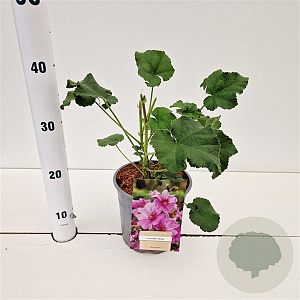 Lavatera olbia 'Rosea' GM 2,5L