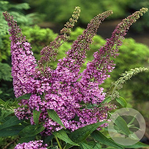 Buddleja d. 'Fascinating' 40-60 cm 2,0L