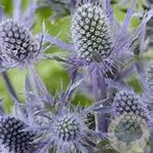 Eryngium pl. Magical Blue Lagoon GM P9
