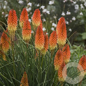 Kniphofia Magical Snow Torch GM P9
