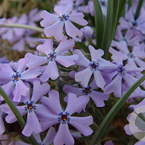 Phlox procumbens 'Millstream' GM P9