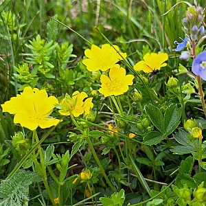 Potentilla aurea chrysocraspeda GM P9