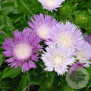 Stokesia laevis 'Colorwheel' GM P9