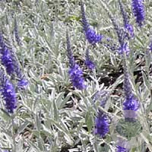 Veronica spic. 'Silberteppich' GM P9