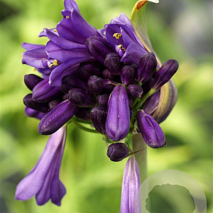Agapanthus 'Purple Cloud' GM P9