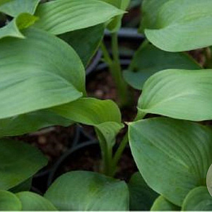 Hosta 'Empress Wu' GM P9