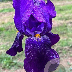Iris (G) 'Bishop's Robe' GM P9