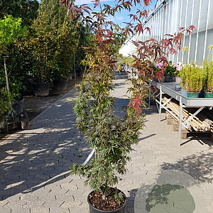 Acer pal. 'Pixie' 150-175 cm 20L