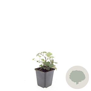 Rubus 'Betty Ashburner' GM P9