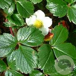 Fragaria chiloensis 'Chaval' GM P9