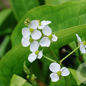 Alisma parviflorum GM P9