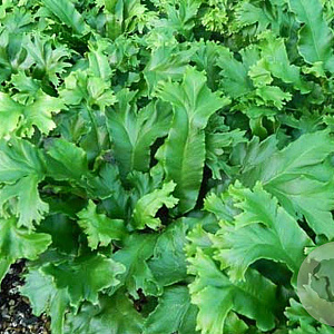 Asplenium scol. 'Cristatum' GM P9