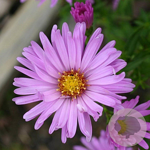 Aster (D) 'Herbstgruss v. Bresserh' GM P9