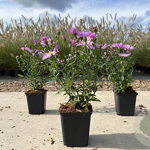 Aster (D) 'Herbstgruss v. Bresserh' GM P9