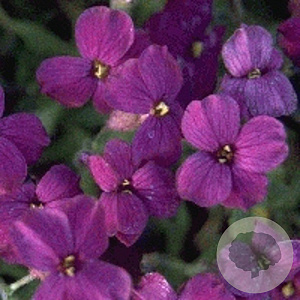 Aubrieta 'Cascade Purple' GM P9