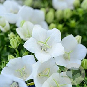 Campanula c. 'Weisse Clips' GM P9