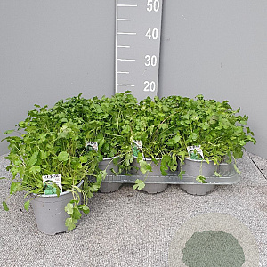 Coriandrum sativum P14