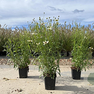 Coreopsis v. 'Fool's Gold' GM P9