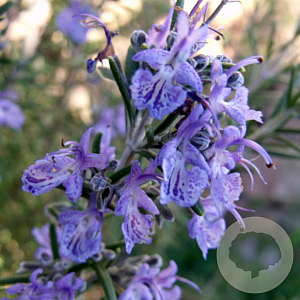 Rosmarinus off. 'Sudbury Blue' GM 2,0L