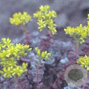 Sedum spathulifolium 'Purpureum' GM P9