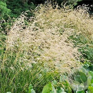 Deschampsia cesp. 'Schottland' GM P9