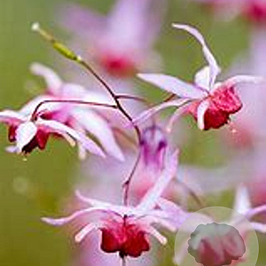 Epimedium 'Pink Elf' GM P9