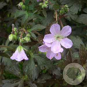 Geranium macul. 'Espresso' GM P9