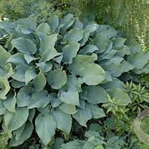 Hosta 'Krossa Regal' GM P9