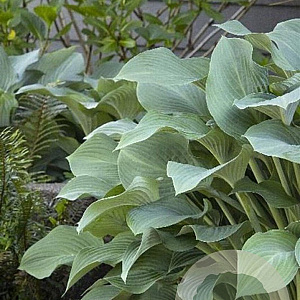 Hosta 'Krossa Regal' GM P9