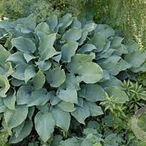 Hosta 'Krossa Regal' GM P9