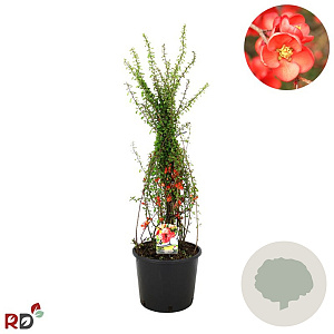 Chaenomeles japonica 80-100 cm 12L kegel
