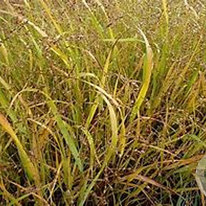 Panicum virgatum 'Stäfa' GM P9