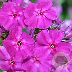 Phlox (P) 'The King' GM P9