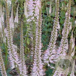 Veronicastrum virg. 'Pink Glow' GM P9