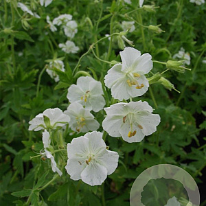 Geranium ph. 'Album' GM P9