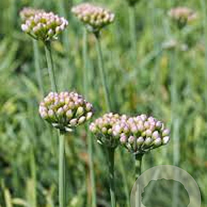 Allium senescens 'Glaucum' GM P9