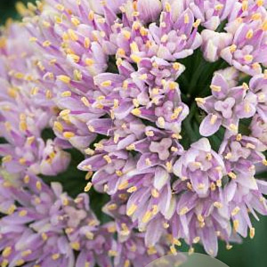 Allium senescens 'Glaucum' GM P9