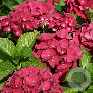 Hydrangea macrophylla 'Red Baron' 25-30 cm 3,5L