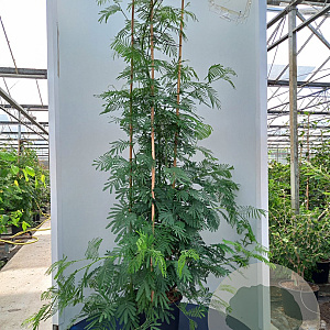 Acacia dealbata 200-250 cm container meerstammig