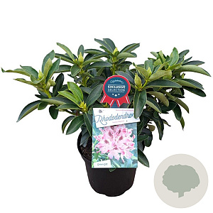 Rhododendron 'Helen Martin' 30-40 cm 5,0L struik