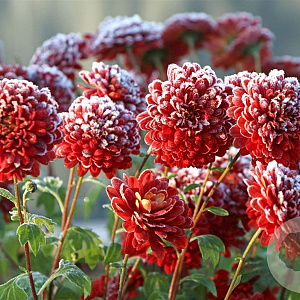 Chrysanthemum (I) 'Brockenfeuer' GM P9