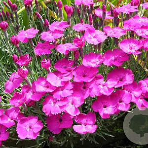 Dianthus 'Whatfield Magenta' GM P9